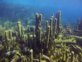 Pillar Coral IMG 7166